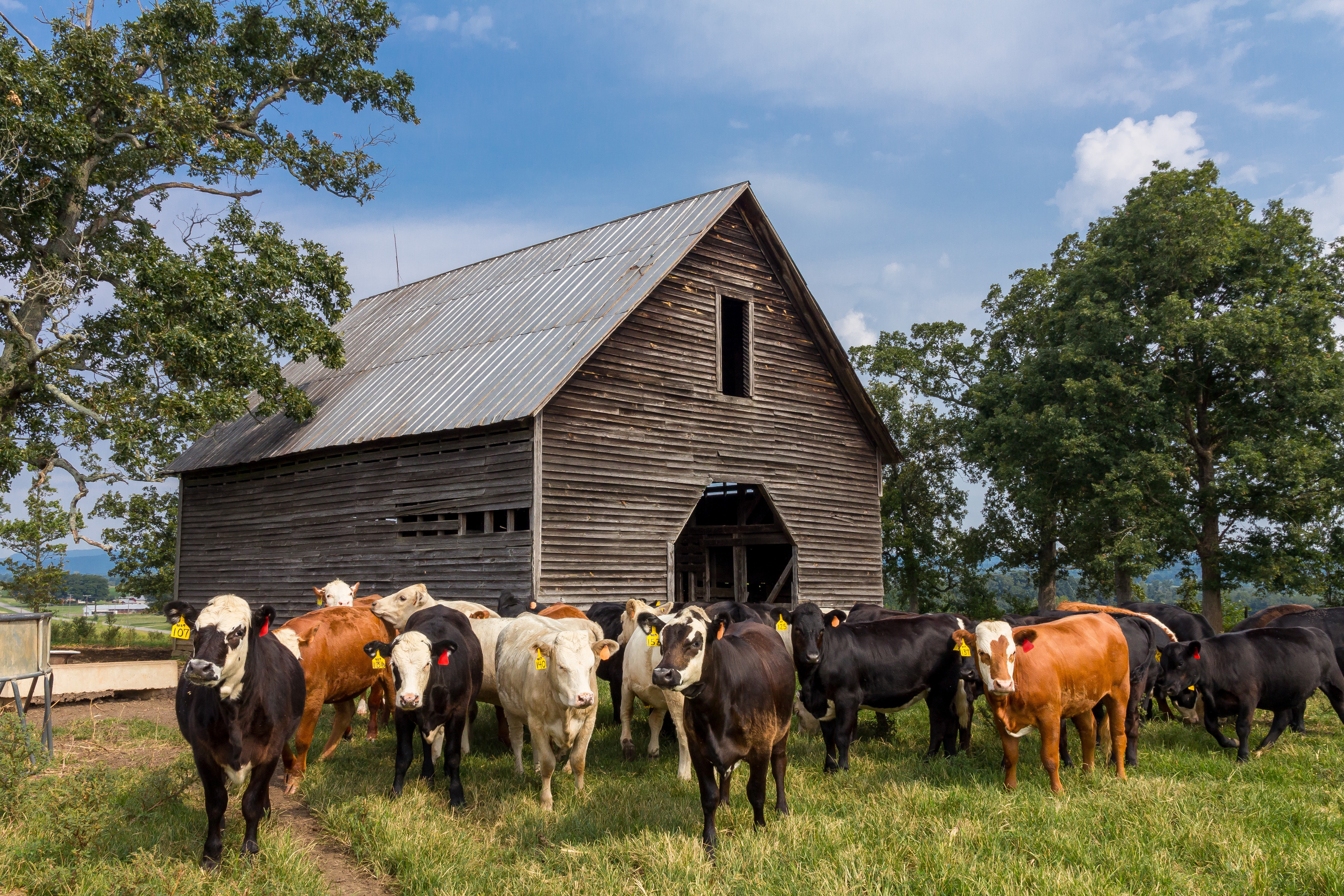 cattle02