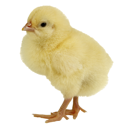 chicken-ivy chicken-ivy
